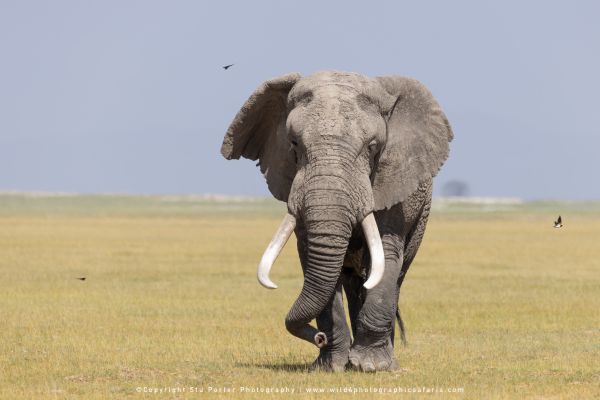 Big Bull Elephant Amboseli Stu Porter Photography