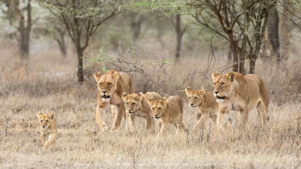 Lions from the Marsh Pride in the Ndutu area - Tanzania © Stu Porter Photography Safaris