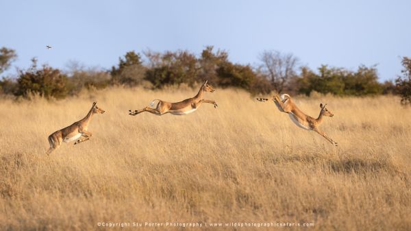 Three impala leaping through tall grass by Stu Porter, Wild4 Photo Tours