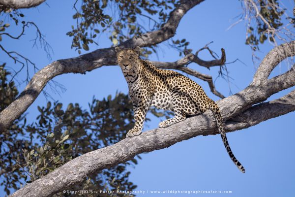 Leopard perched on large tree branch by Stu Porter, Wild4 Photo Safaris