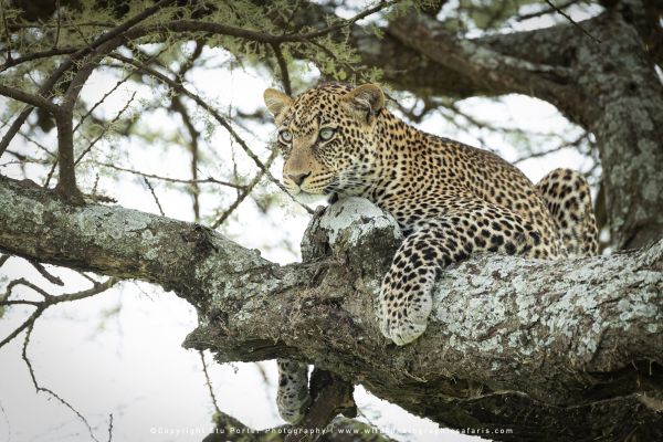 Stu Porter African Wildlife Photos