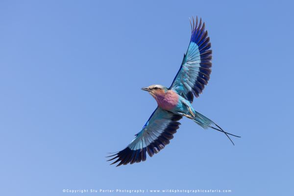 Colorful Lilac-breasted Roller flying by Stu Porter, Wild4 Photo Safaris