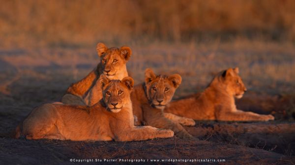 Four lion cubs resting at dusk by Stu Porter, Wild4 Photography Tours