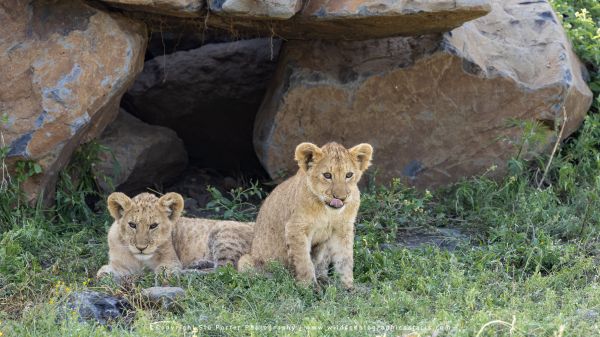 Stu Porter African Wildlife Photography