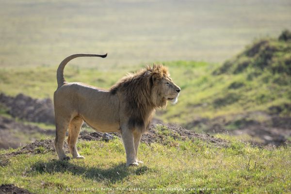 Stu Porter African Wildlife Photos