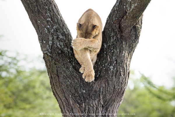 Tanzania Photo Safaris with Stu Porter