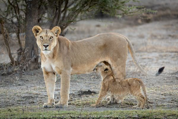 A Lioness allows her cub to suckle while she stands in the Ndutu area - Tanzania © Stu Porter Photog