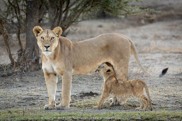A Lioness allows her cub to suckle while she stands in the Ndutu area - Tanzania © Stu Porter Photog A Lioness allows her cub to suckle while she stands in the Ndutu area - Tanzania © Stu Porter Photog