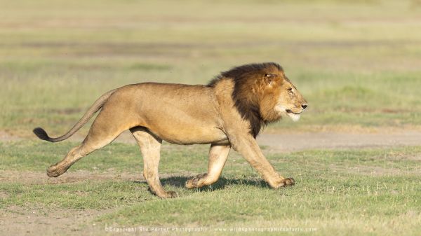 Tanzania Photo Safaris with Stu Porter