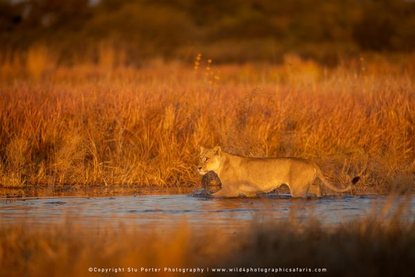 Lioness crossing a river at sunrise by Stu Porter, Wild4 Photo Safaris.