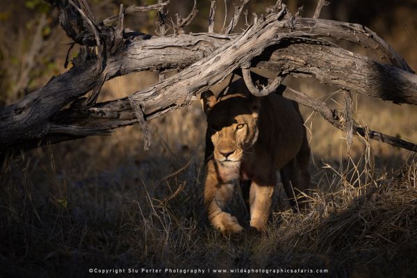 Lioness walking under fallen tree branches by Stu Porter, Wild4 Photo Safaris