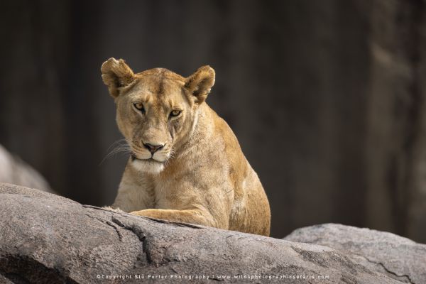 Stu Porter African Wildlife Photos