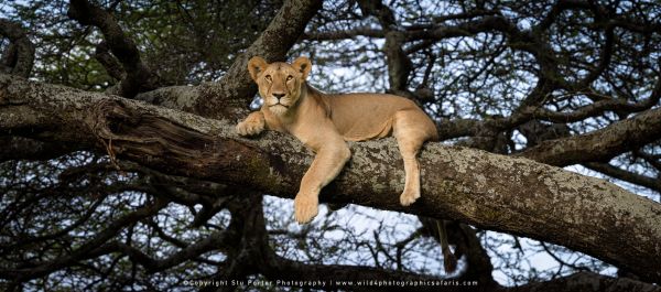 Tanzania Photo Safaris with Stu Porter