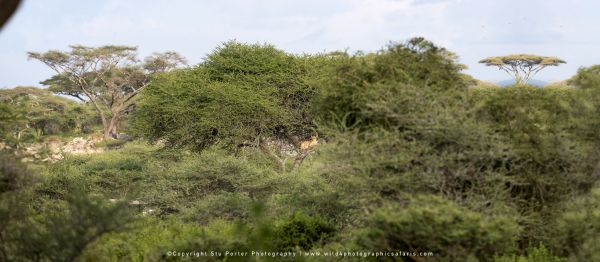 Tanzania Photo Safaris with Stu Porter