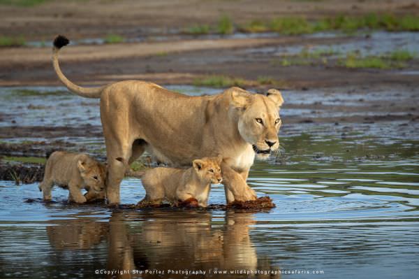 Lioness and cubs crossing the watercourse in the Ndutu Marsh, Tanzania, photo safaris with Stu Porte