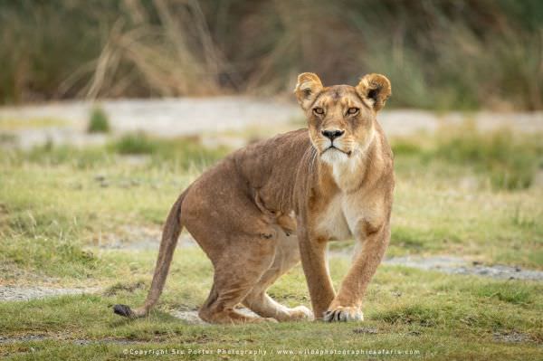 One of just two Lionesses in the small marsh pride in the Ndutu area - Tanzania © Stu Porter African