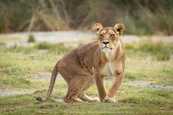 One of just two Lionesses in the small marsh pride in the Ndutu area - Tanzania © Stu Porter African One of just two Lionesses in the small marsh pride in the Ndutu area - Tanzania © Stu Porter African