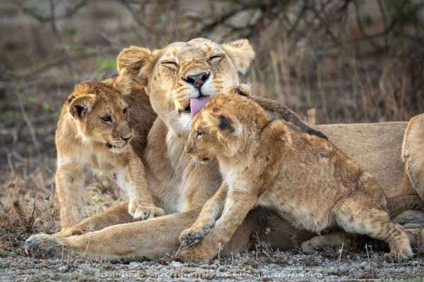One of the Marsh Pride Lionesses grooming her cubs - Tanzania © Stu Porter African Photo Tours One of the Marsh Pride Lionesses grooming her cubs - Tanzania © Stu Porter African Photo Tours