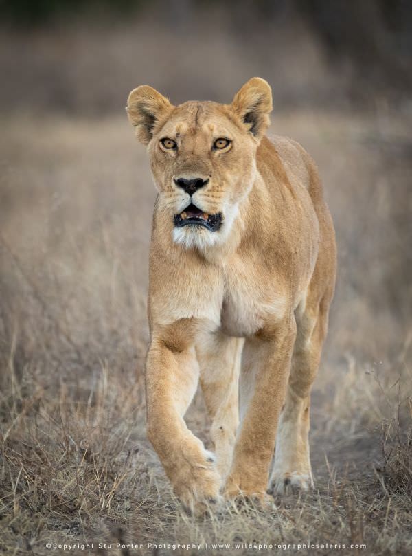 A Lioness from the Big Marsh pride heads out on the hunt in the Ndutu area - Tanzania © Stu Porter P