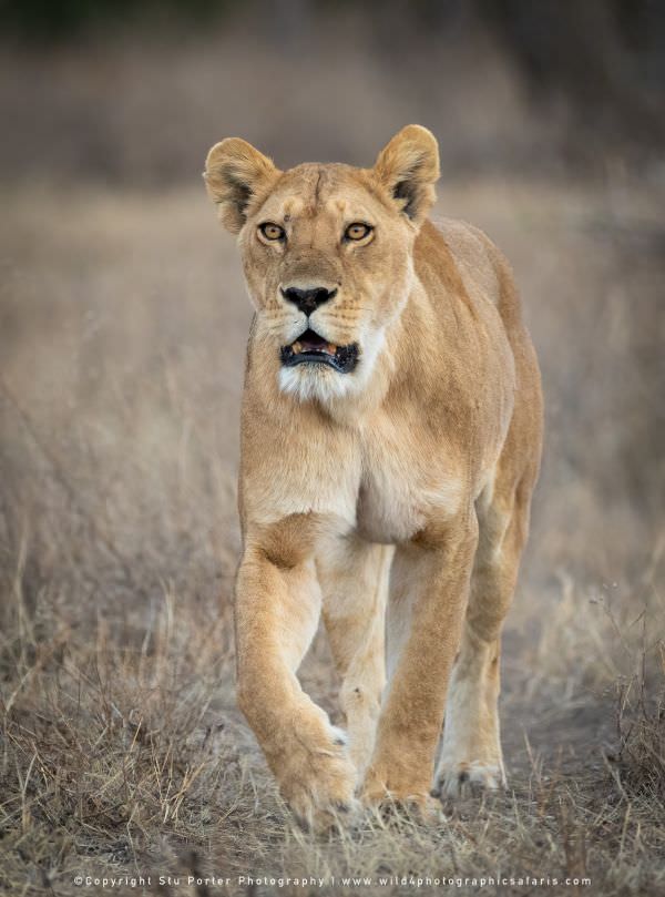 A Lioness from the Big Marsh pride heads out on the hunt in the Ndutu area - Tanzania © Stu Porter P A Lioness from the Big Marsh pride heads out on the hunt in the Ndutu area - Tanzania © Stu Porter P