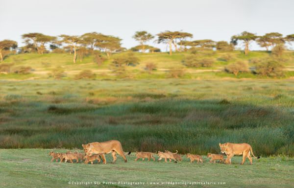 Lioness with small cubs in the Ndutu Marsh, Tanzania. Stu Porter Photographic Safaris. Wildlife Pano