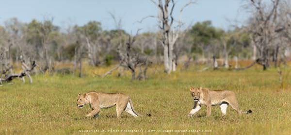 Lions, Khwai Concession Botswana. Africa Photo Safari. Wildlife Panorama, Composite image