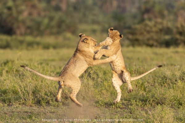 Lions playing Amboseli Kenya Stu Porter