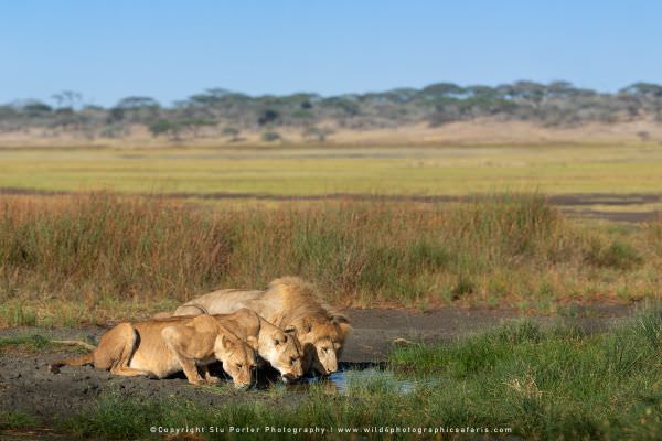 The two Lionesses from the small Marsh pride are joined by a male to drink water in the Ndutu area 