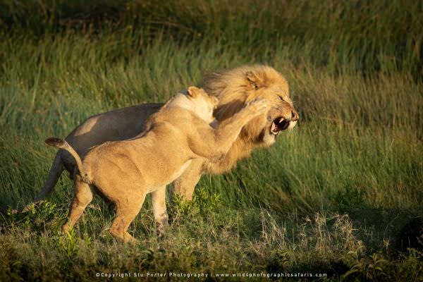 Lioness fighting with Male, Ndutu Marsh, Tanzania