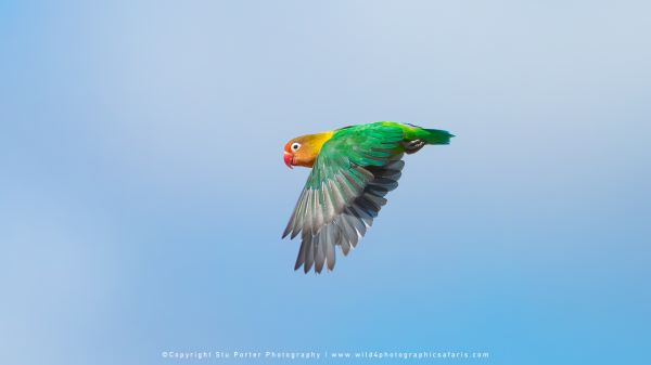 Image of a Fischers Lovebird flying in the Ndutu area - Tanzania © Stu Porter Photo Safaris