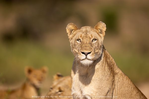 WILD4 Photo Safari to MalaMala Private Game Reserve, South Africa