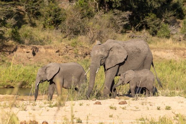 WILD4 Photo Safari to MalaMala Private Game Reserve, South Africa