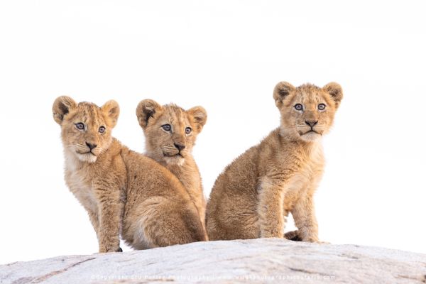 WILD4 Photo safaris - Three small Lion cubs - MalaMala, South Africa copyright Stu Porter