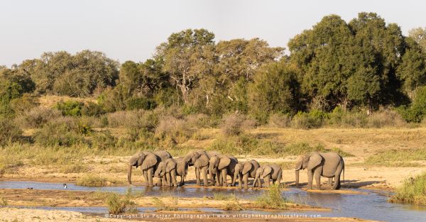 WILD4 Photo Safari to MalaMala Private Game Reserve, South Africa