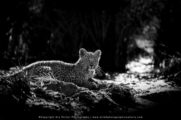 WILD4 Photo Safari to MalaMala Private Game Reserve, South Africa