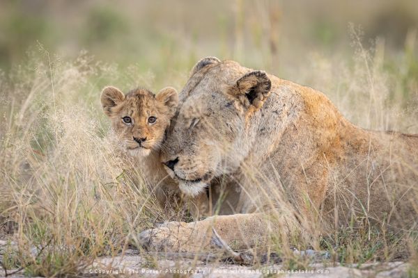 WILD4 Photo Safari to MalaMala Private Game Reserve, South Africa
