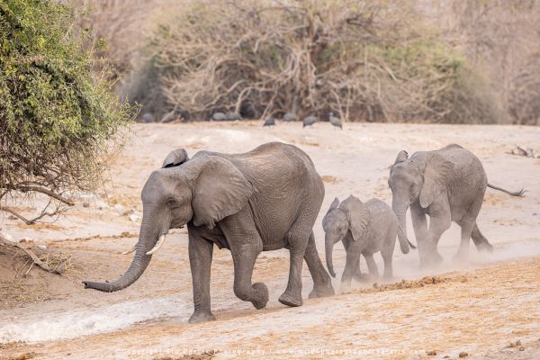 Chobe River Photo Safari with WILD4 African photographic tours & Stu Porter photography