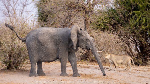 Chobe River Photo Safari with WILD4 African photographic tours & Stu Porter photography