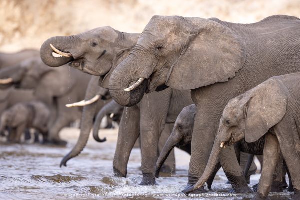 Chobe River Photo Safari with WILD4 African photographic tours & Stu Porter photography