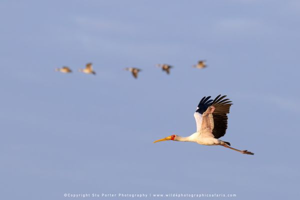 Chobe River Photo Safari with WILD4 African photographic tours & Stu Porter photography