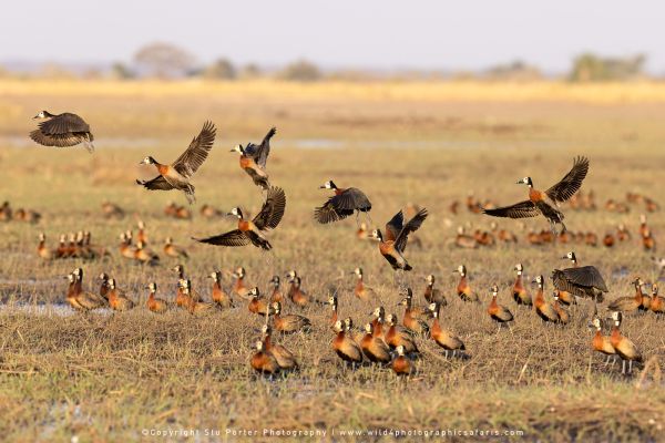 Chobe River Photo Safari with WILD4 African photographic tours & Stu Porter photography