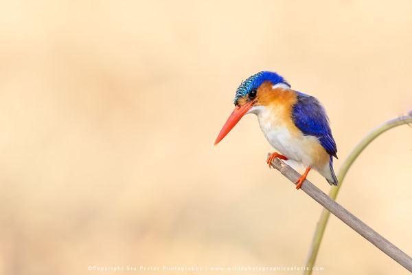 Chobe River Photo Safari with WILD4 African photographic tours & Stu Porter photography