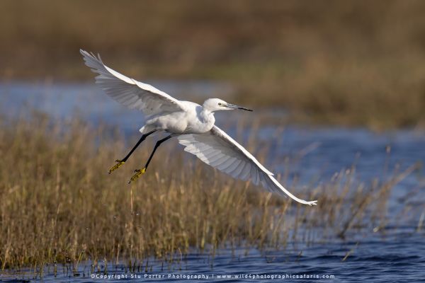 Chobe River Photo Safari with WILD4 African photographic tours & Stu Porter photography