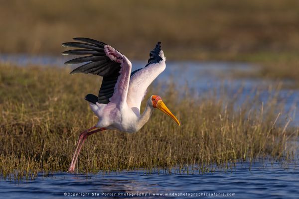 Chobe River Photo Safari with WILD4 African photographic tours & Stu Porter photography