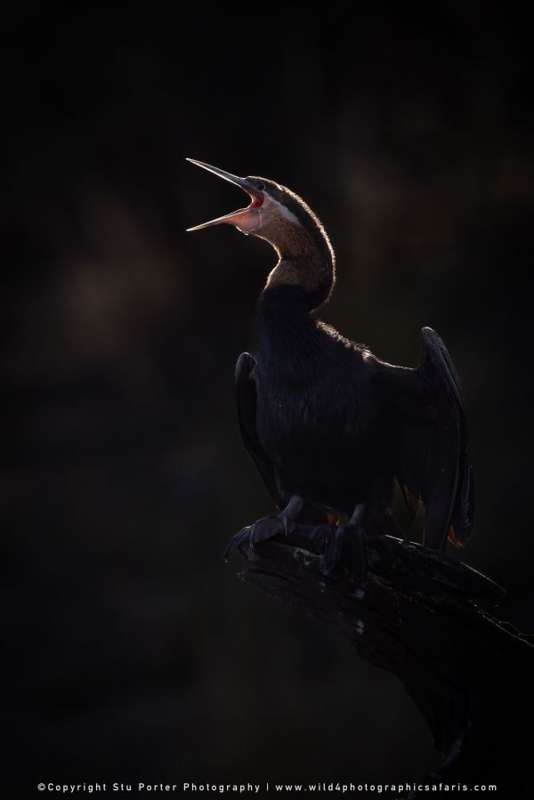 Chobe River Photo Safari with WILD4 African photographic tours & Stu Porter photography