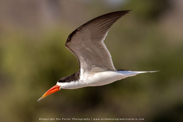 Chobe River Photo Safari with WILD4 African photographic tours & Stu Porter photography