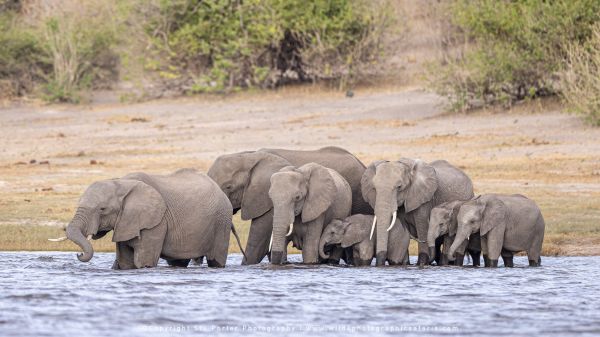 Chobe River Photo Safari with WILD4 African photographic tours & Stu Porter photography