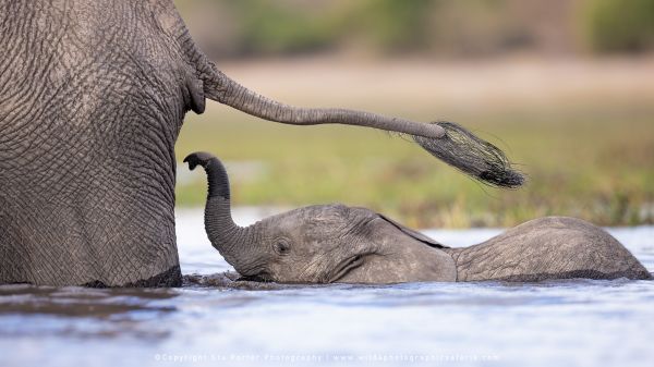 Chobe River Photo Safari with WILD4 African photographic tours & Stu Porter photography