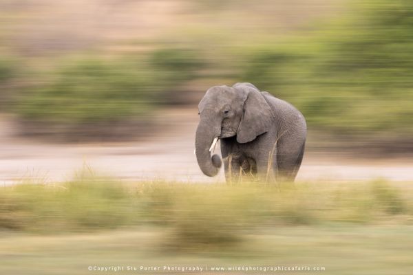 Chobe River Photo Safari with WILD4 African photographic tours & Stu Porter photography