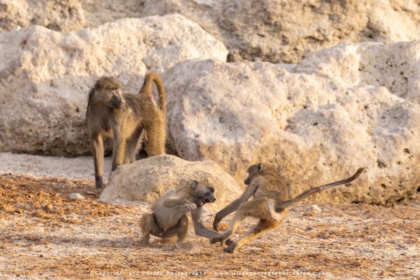 Chobe River Photo Safari with WILD4 African photographic tours & Stu Porter photography